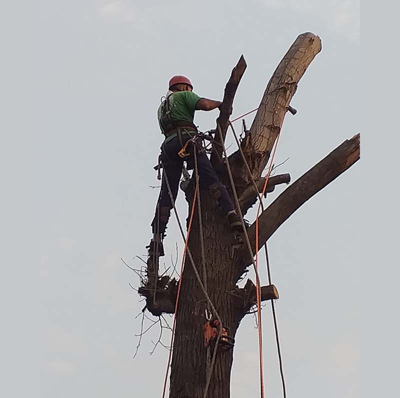Trabajo de poda en altura
